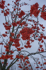 Red berries against blue sky - 475807549