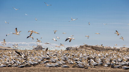 A breeding colony of Cape gannets (Morus capensis) on Bird Island in Lambert's Bay - obrazy, fototapety, plakaty