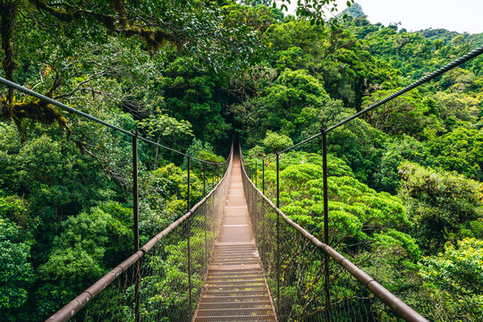Hanging Bridge Cloud Rainforest Forest in Costa Rica.