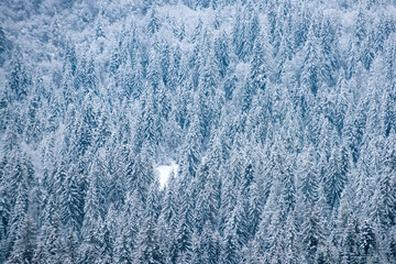 Winter background of snow and frost with free space for your decoration. Scenery in winter. Frosty morning in forest.