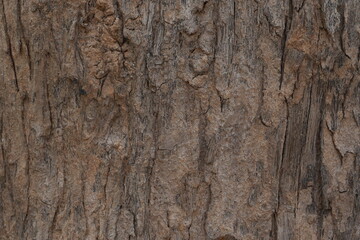 bark of a tree texture