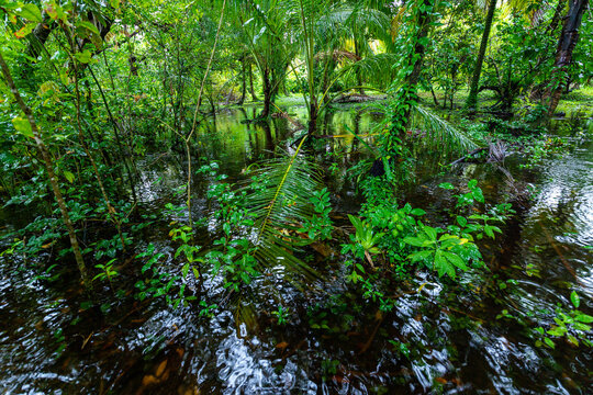 Trail in Cloudforest in Costa Rica. Tropical Rainforest.