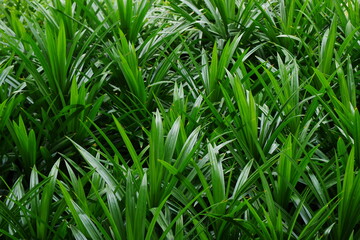 green grass background