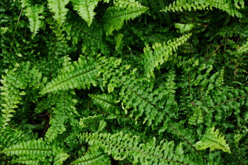 green fern background