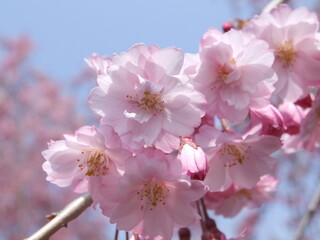 福島　会津村に咲く　可愛い桜