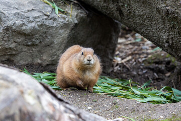 Murmeltier