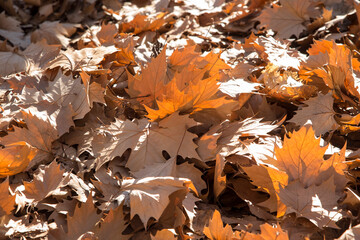 Autumn colored leaves on a sunny day, southern Spain