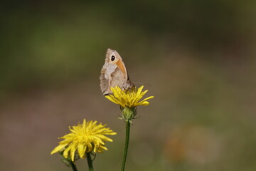 butterfly on a flower