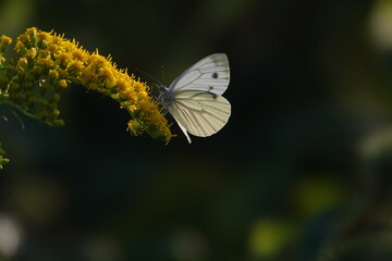 butterfly on a flower