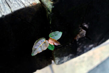young trees plant sprout growing through the old cracked wood