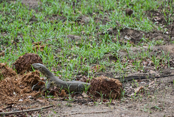 Monitor lizard, a large lizards in the genus Varanus, Africa