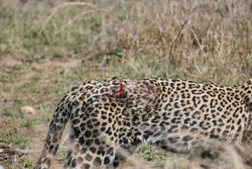 leopard, Panthera pardus, wounded after fight