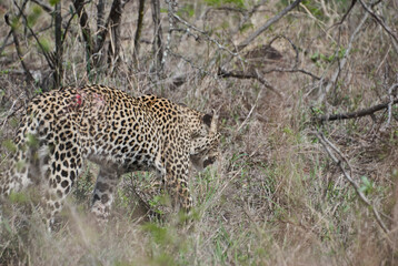 leopard, Panthera pardus, wounded after fight