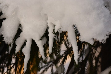 Winter background snowy fir branches in the morning sunlight