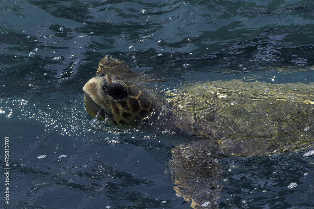 Poster Closeup shot of a beautiful sea turtle swimming in the clear blue ocean