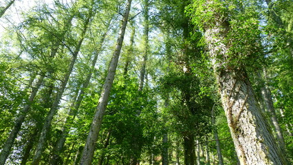 Fototapeta na wymiar Forest trees on a sunny day