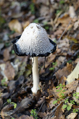 Shaggy Ink Cap (Coprinus Comatus) fungus among the dry autumn leaves in the forest