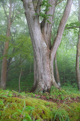 trees in the forest © Daniel