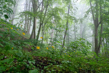 morning in the forest © Daniel