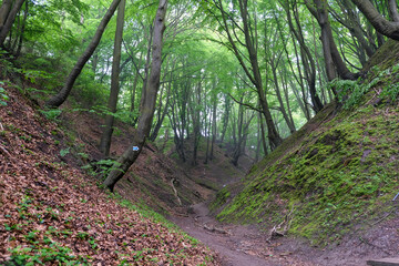 path in the forest © Daniel