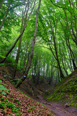 path in the forest © Daniel