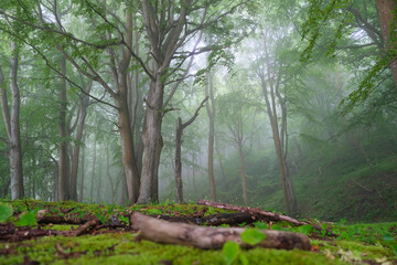 fog in the forest © Daniel