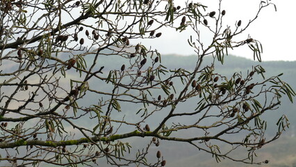 Branches of a tree with small pine cones in autumn