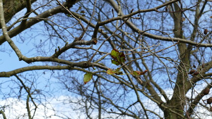 Last dry leaves on an autumn tree branch