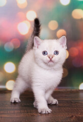 Fototapeta na wymiar scottish straight kitten on a Christmas background