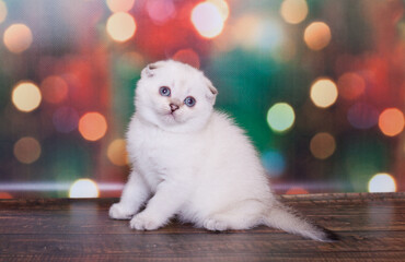 Fototapeta na wymiar scottish fold kitten on a Christmas background