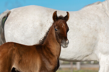 Young pretty arabian horse foal and his mother on summer background, portrait closeup