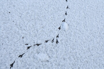 Bird tracks in the winter on fresh snow