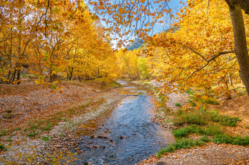 Fototapeta na wymiar Part of the Vouraikos river in in Achaea, Greece which is surrounded by an autumnal landscape with yellow trees