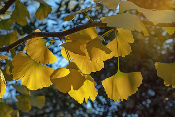 Obraz premium Autumn. Branch of ginkgo tree ( Ginkgo biloba ) with bright yellow fan-shaped leaves