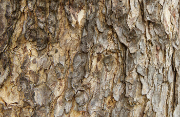 Bark pattern is seamless texture from tree. For background wood