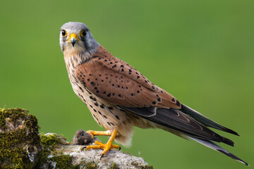 Le faucon crécerelle mâle apporte le repas et attend la femelle - obrazy, fototapety, plakaty