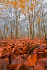 autumn in the forest (Brandenburg, Germany)