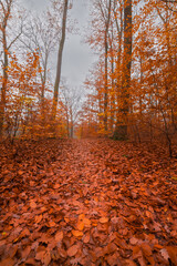 autumn in the forest (Brandenburg, Germany)