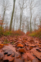 autumn in the forest (Brandenburg, Germany)