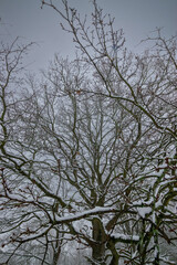 snow covered branches of a tree during winter  (Brandenburg, Germany)