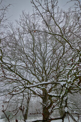 snow covered branches of a tree during winter  (Brandenburg, Germany)