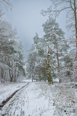 snow covered trees (Brandenburg, Germany)