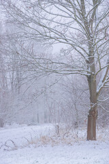 snow covered trees (Brandenburg, Germany)