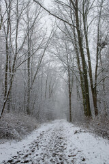 snow covered path in the woods (Brandenburg, Germany)