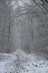 path in winter (Brandenburg, Germany)