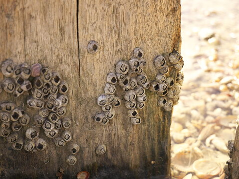 Closeup shot of shells stuck on a wooden board at the edge of the pond