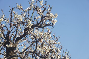 うめの花
