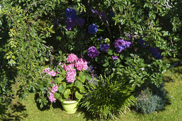 Fototapeta premium Hortensia en fleur dans un jardin en été
