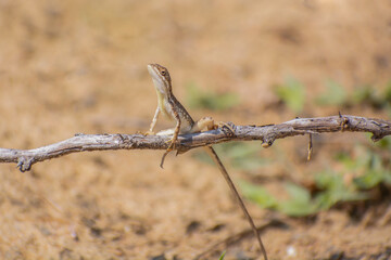 Fan throated lizard (Sitana ponticeriana ) with nature background macro closeup 