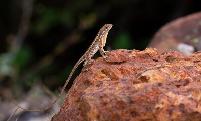 Fan throated lizard (Sitana ponticeriana ) with nature background macro closeup 